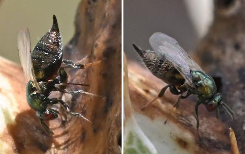 Ormyrus sp.